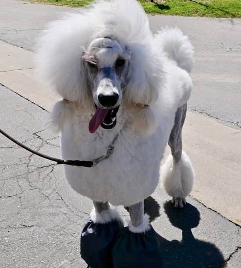 Will A Shock Collar Help Train My Dog Will A Shock Collar Help Train My Dog