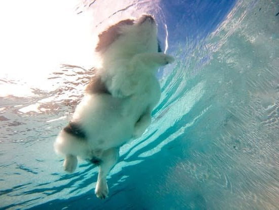 Aggression Dog Training Near Me Aggression Dog Training Near Me