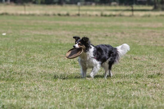 Already Trained Service Dogs For Sale 1 Already Trained Service Dogs For Sale