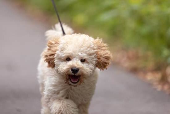 Best Age To Potty Train A Dog 1 Best Age To Potty Train A Dog