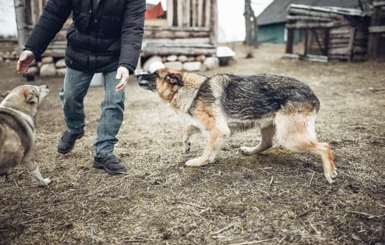 Best Dog Behavior Training Best Dog Behavior Training