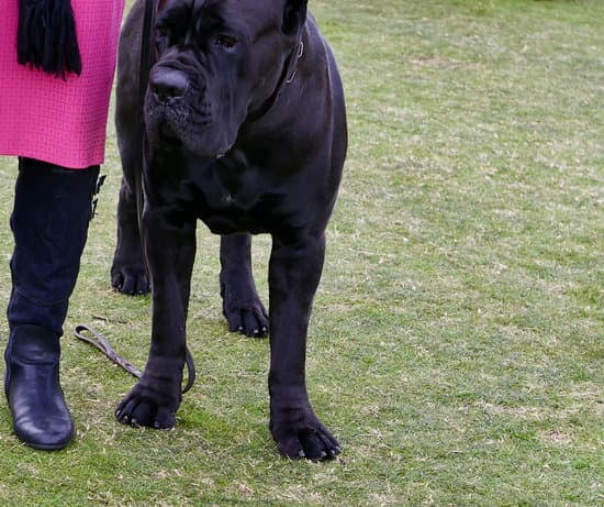 Best Dog For Obedience Training 1 Best Dog For Obedience Training