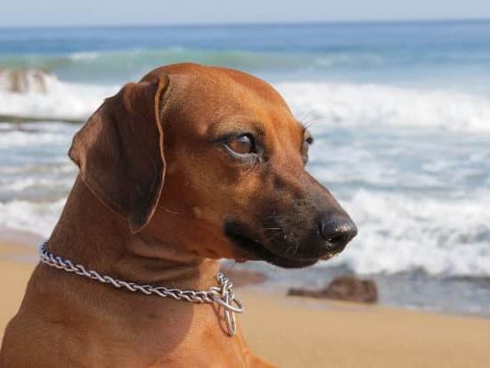 Best Dog Trainer Device