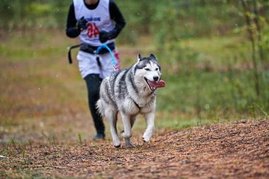Best Dog Training Collar For Barking Best Dog Training Collar For Barking