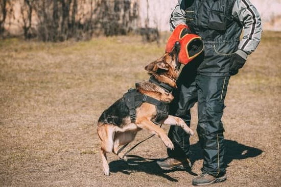 Best Dog Treats For Clicker Training