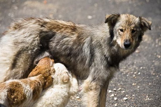 Best E Training Collars For Dogs 1 Best E Training Collars For Dogs