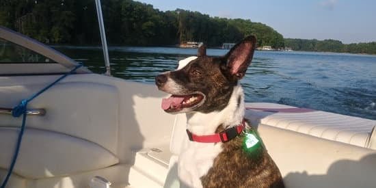 Best Low Calorie Dog Training Treats