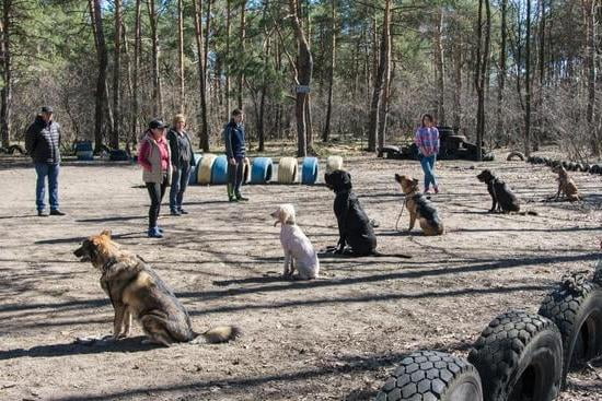 Best Training Dummies For Dogs 1 Best Training Dummies For Dogs
