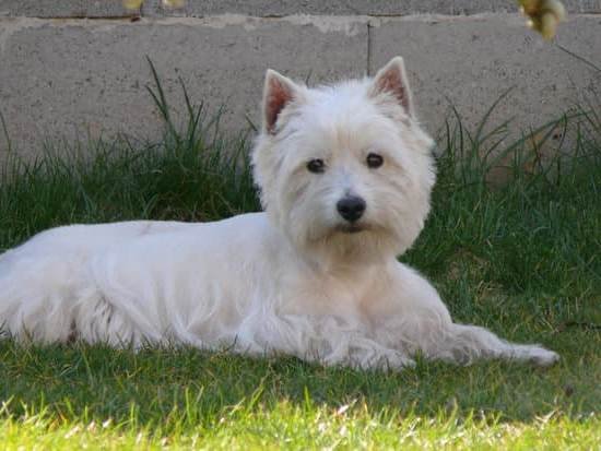 Best Treats To Train A Dog With Best Treats To Train A Dog With