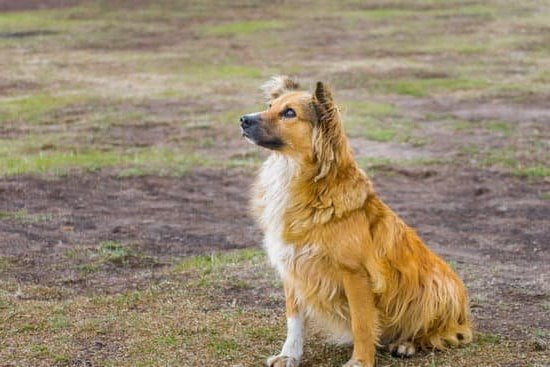 Best Way To House Train Your Dog 1 Best Way To House Train Your Dog