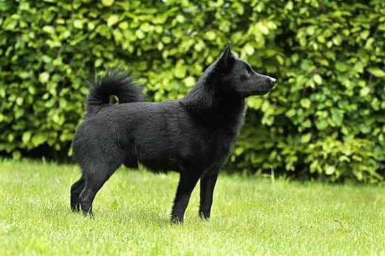 Best Way To Train A Dog Off Leash