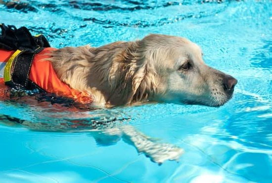 Best Way To Train A Dog To Stop Barking