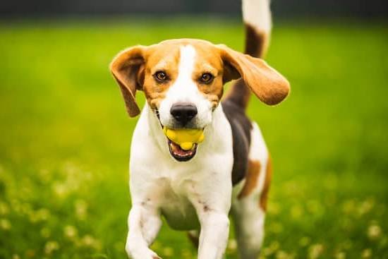 Can All Dogs Be Trained 1 Can All Dogs Be Trained