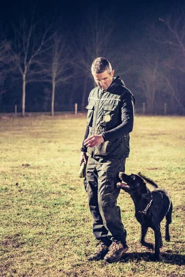 Can An Adult Dog Be Trained Can An Adult Dog Be Trained