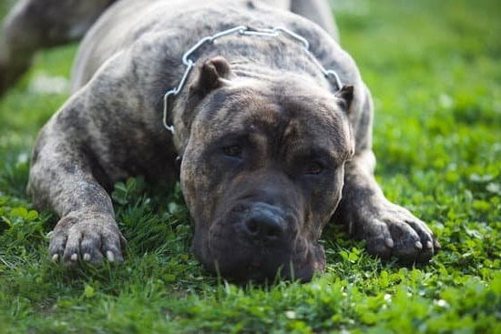 Can Dogs Be Too Old To Train Can Dogs Be Too Old To Train