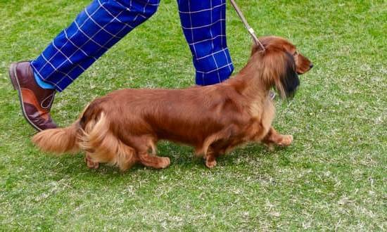 Can Dogs Be Trained To Use Litter Box Can Dogs Be Trained To Use Litter Box