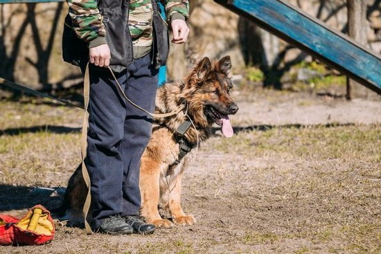 Can Dogs Go On A Train