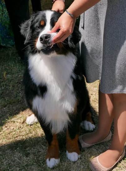 Can I Train My Dog To Stop Barking