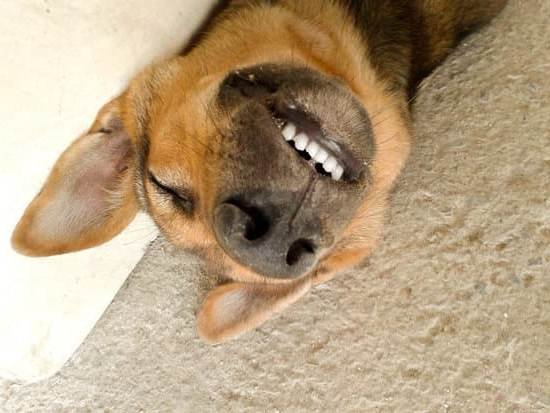 Can You Buy A Trained Dog