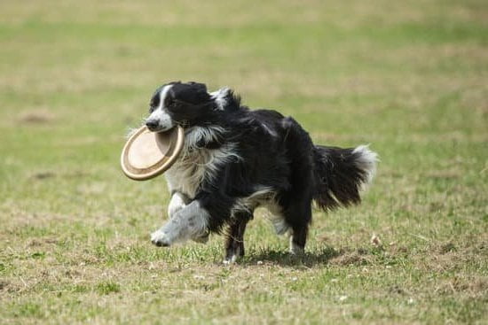 Can You Send Your Dog Away To Be Trained Can You Send Your Dog Away To Be Trained