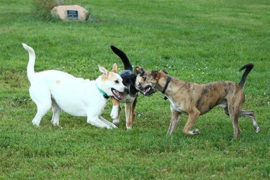 Crate Trained Dog Started Barking 1 Crate Trained Dog Started Barking