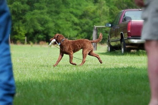 Crate Training Aggressive Dogs