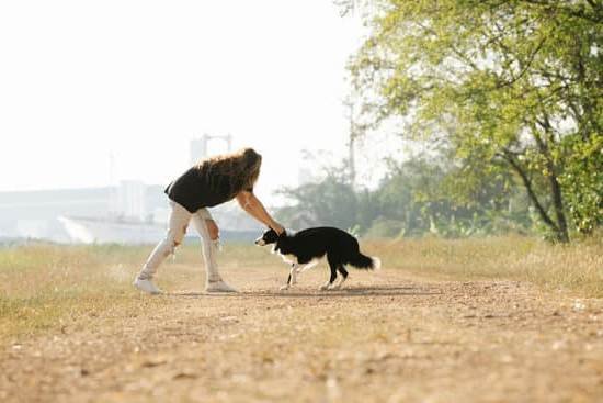 Crate Training For Dogs