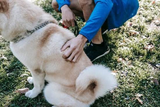 Crate Training Large Dogs