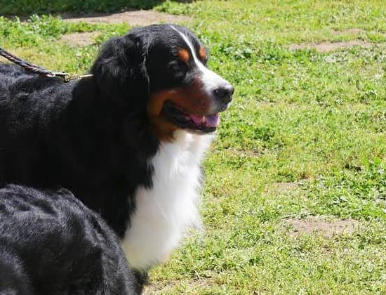 Difficulty House Training Dog