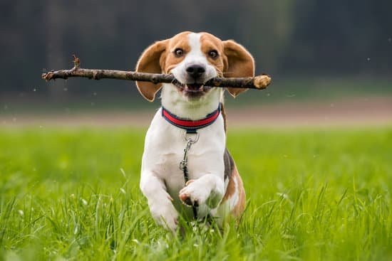 Do As I Do Using Social Learning To Train Dogs Do As I Do Using Social Learning To Train Dogs