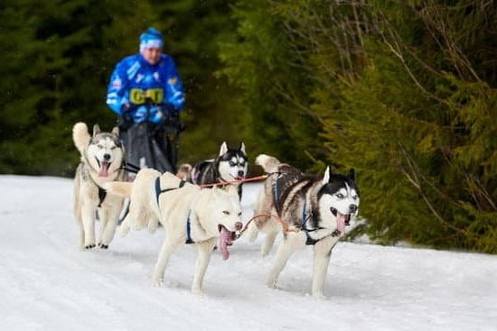Does Va Pay For Service Dog Training Does Va Pay For Service Dog Training