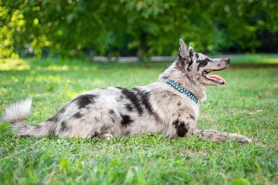 Dog Aggression Trainer Peoria Arizona Dog Aggression Trainer Peoria Arizona