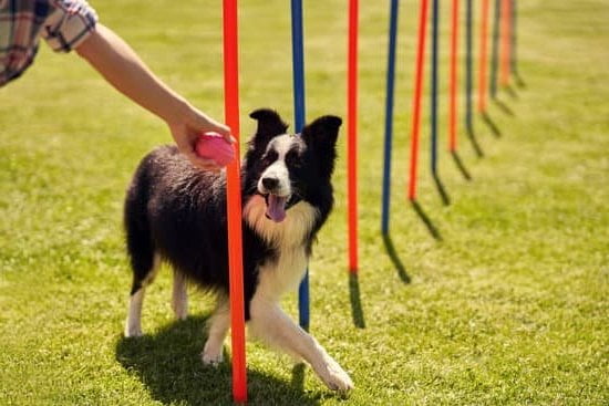 Dog Bark And Training Collar 1 Dog Bark And Training Collar