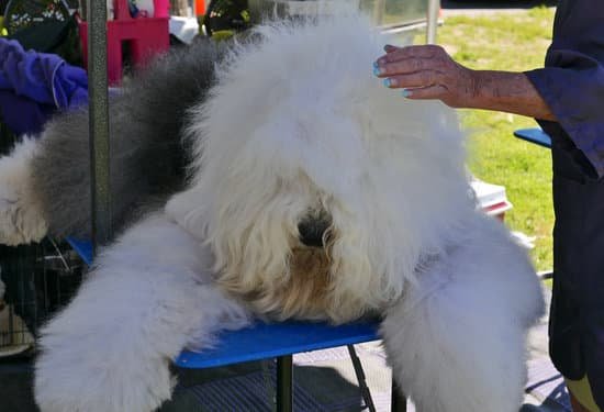 Dog Barking Training Near Me Dog Barking Training Near Me