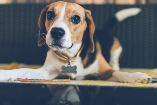 Dog Leash Training Puppy