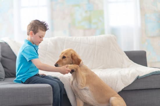 Dog Off Leash Training 1 Dog Off Leash Training