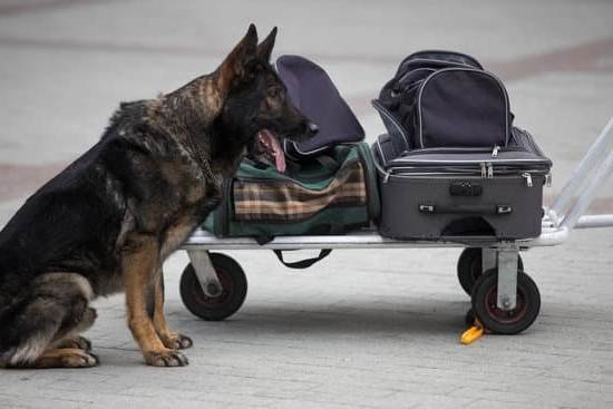 Dog Trainer Come To House