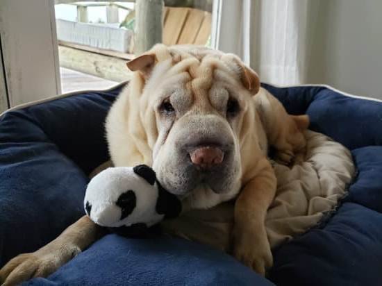 Dog Training Cage Or Crate Dog Training Cage Or Crate