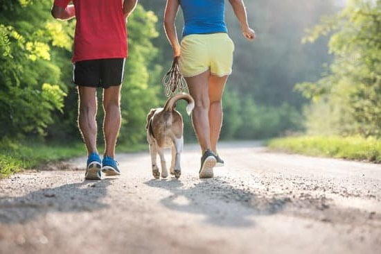 Dog Training Leash Walking 1 Dog Training Leash Walking