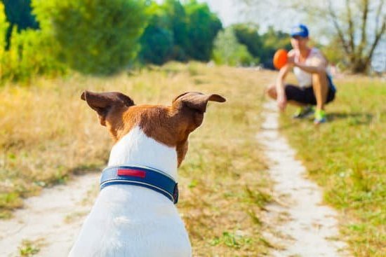 Dog Treat Ideas For Training 1 Dog Treat Ideas For Training