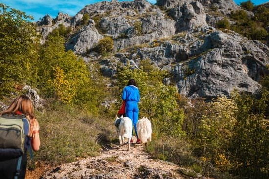 Dog Treat Training Pouch