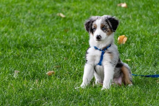Dog Whistle Training For Barking Dog Whistle Training For Barking