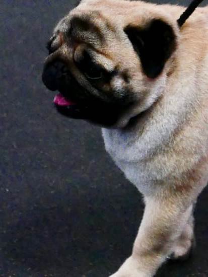 Dogs That Are House Trained For Sale Dogs That Are House Trained For Sale