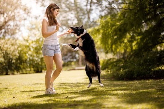 Food Aggressive Dog Training Food Aggressive Dog Training