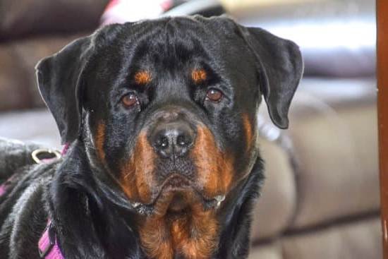 Free Service Dog Training Online Free Service Dog Training Online