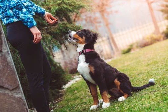 Getting Your Dog Service Trained Getting Your Dog Service Trained