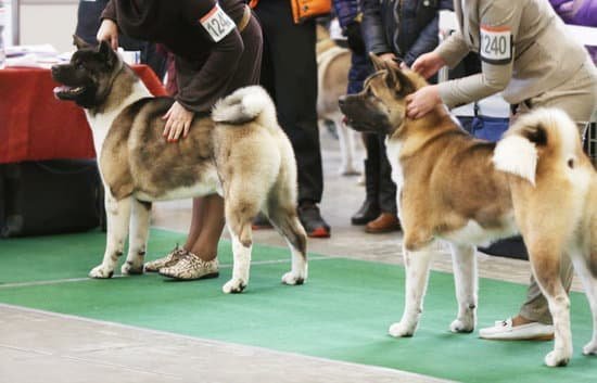 Golden Retriever Service Dog Training Golden Retriever Service Dog Training