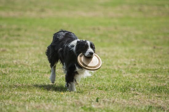 Gravy Train Dog Treats Review Gravy Train Dog Treats Review