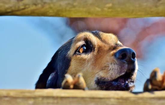 Ground Beef Dog Training Treats 1 Ground Beef Dog Training Treats