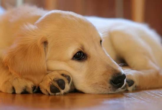 High Value Dog Training Treats High Value Dog Training Treats